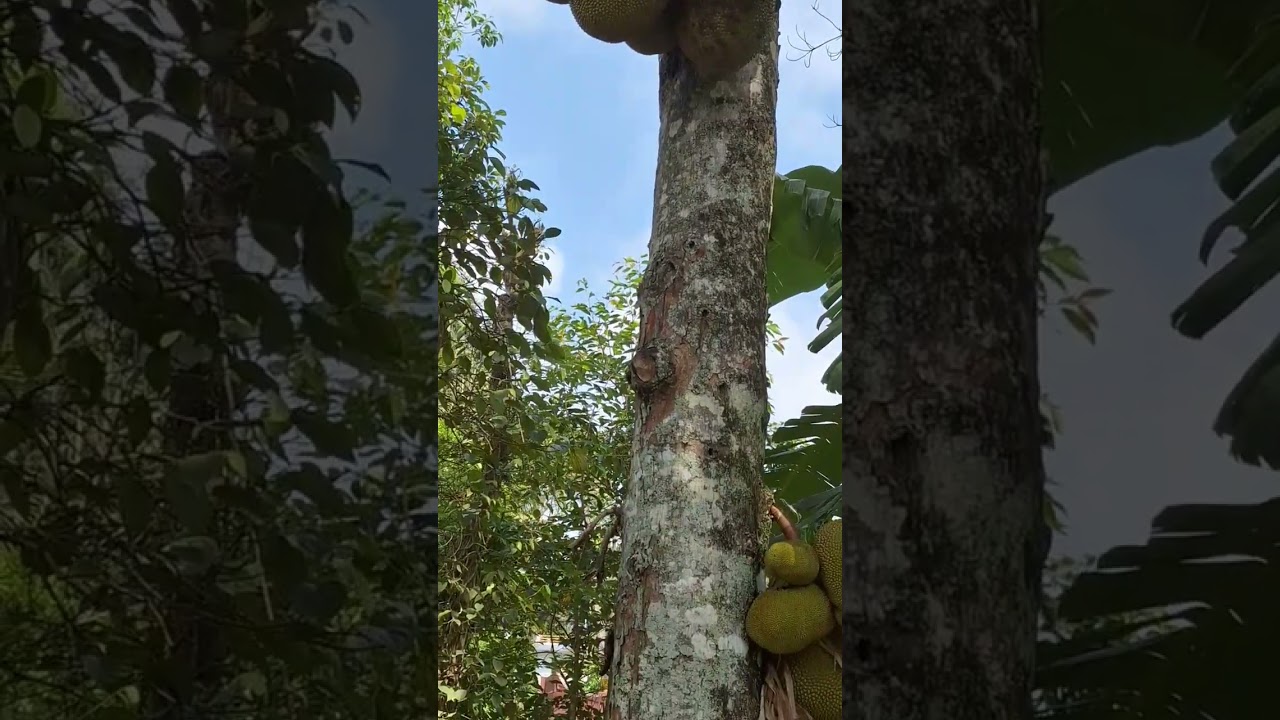 Most weird fruit plant ( jackfruit tree ) Kerala India