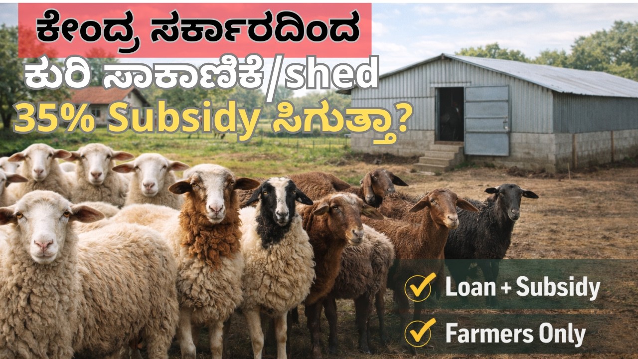 ಕುರಿ ಸಾಕಾಣಿಕೆಗಾಗಿ PMEGP Loan 🐑 | ₹3.5 ಲಕ್ಷ ಸಬ್ಸಿಡಿ ಹೇಗೆ ಪಡೆಯುವುದು?|Genie_Vlog.