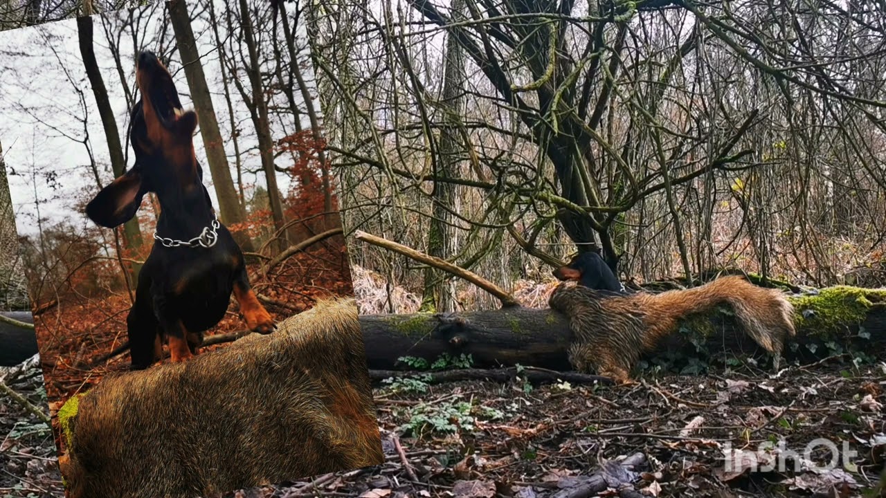 Erle beim Aufbau zum Totverbeller