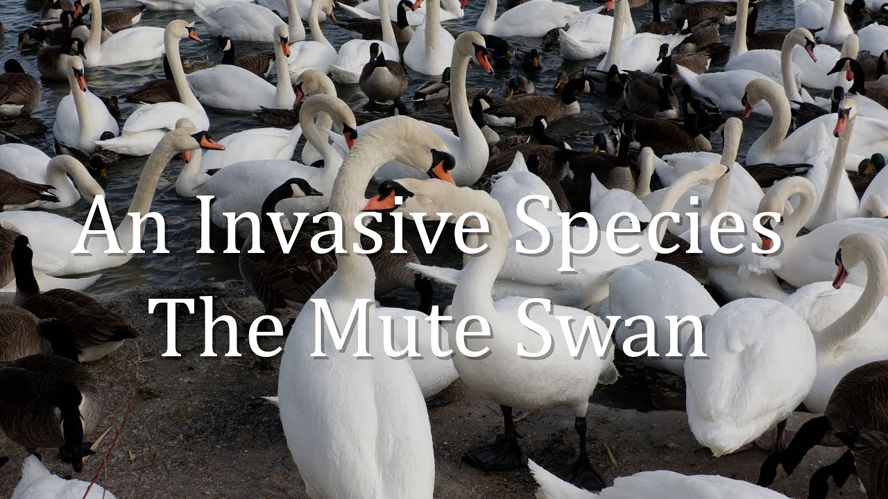 An Invasive Species, the Mute Swan