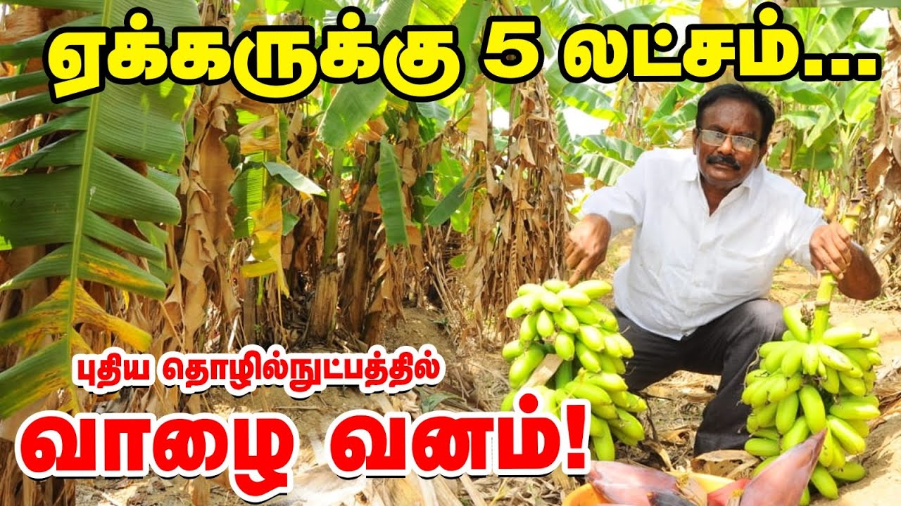 Banana Forest : வருடம் முழுக்க அறுவடை | 25 வருடங்களுக்கு பிரச்னை இல்லை