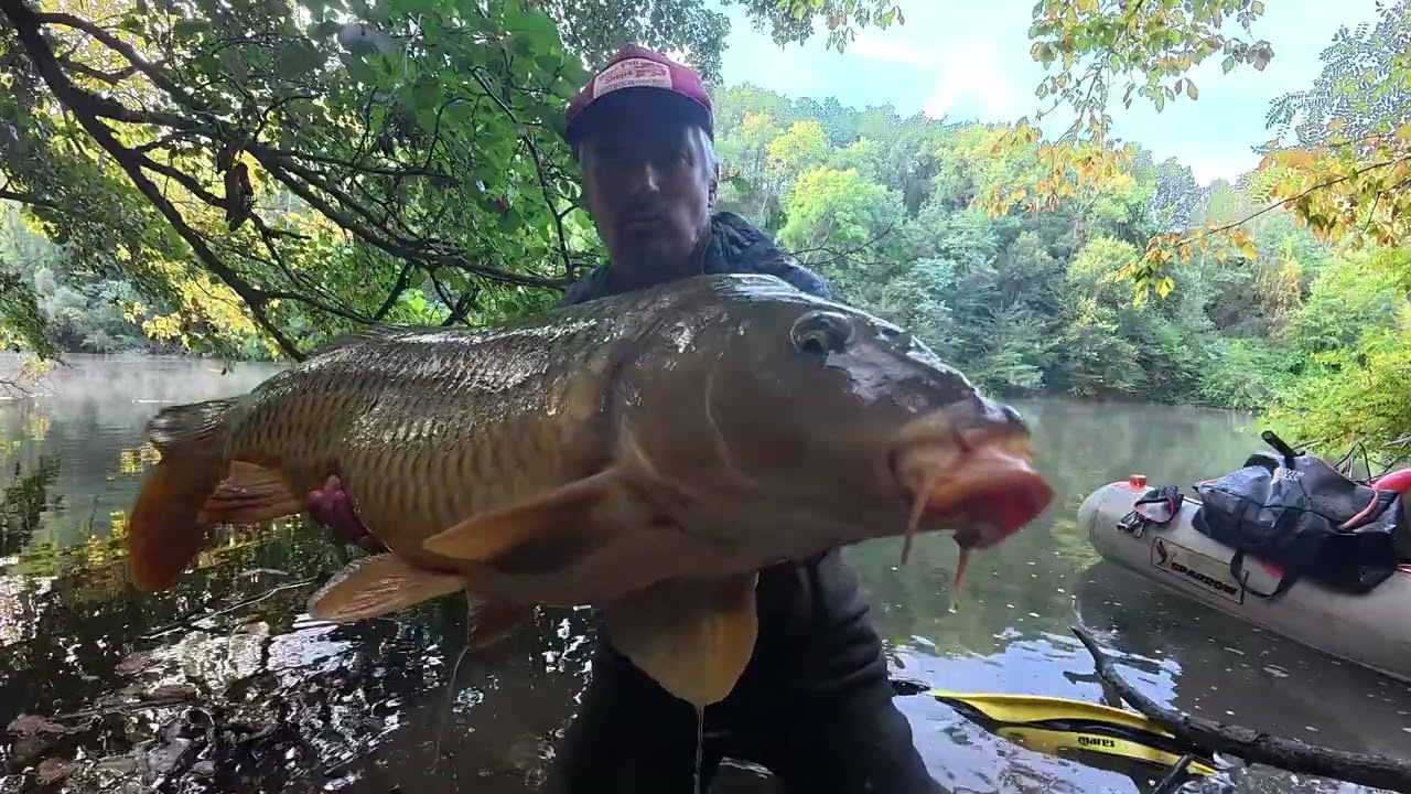 CARPES SAUVAGES à la NYMPHE à VUE en RIVIERE