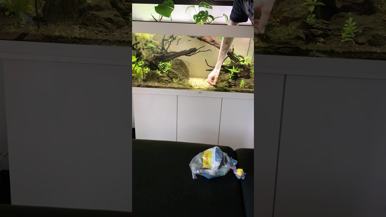 Adding Anentome Helena Snails to my Juwel Rio 240 Liter Aquarium 🐌🌊 #aquascape #fishtank #foryou