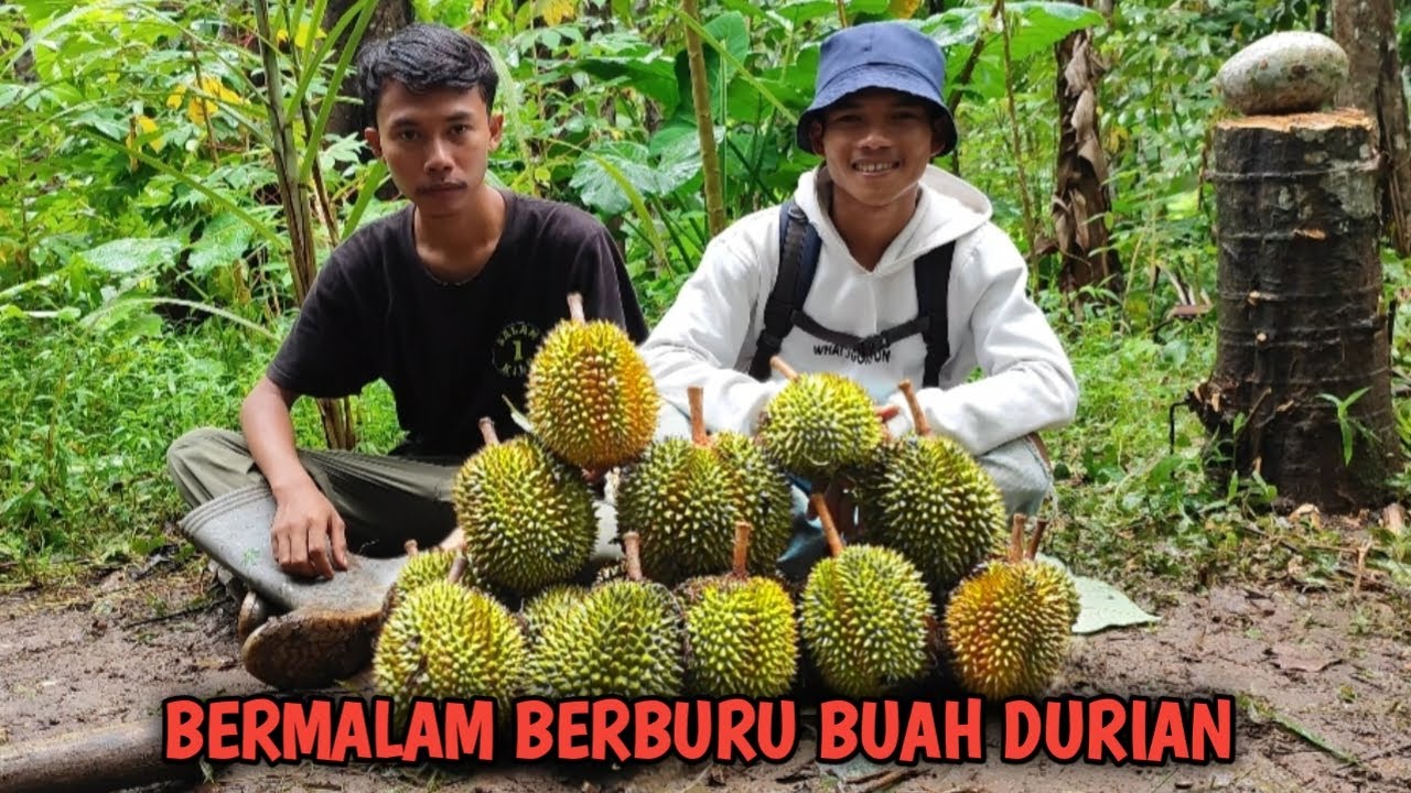 Bermalam Dan Berburu Buah Durian Jatohan Bersama Majid Survive | Kang Kumang