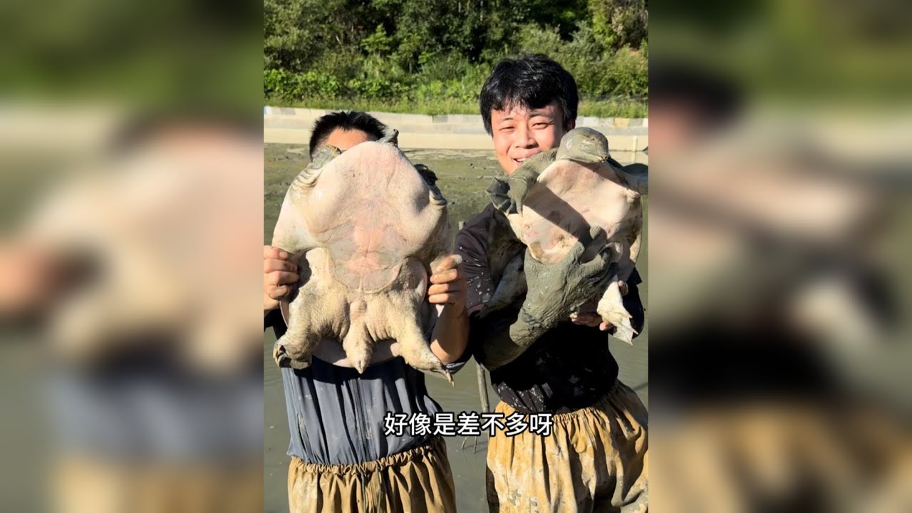 花5000块包下甲鱼塘捡漏，塘主说里面出过15斤的大甲鱼？
