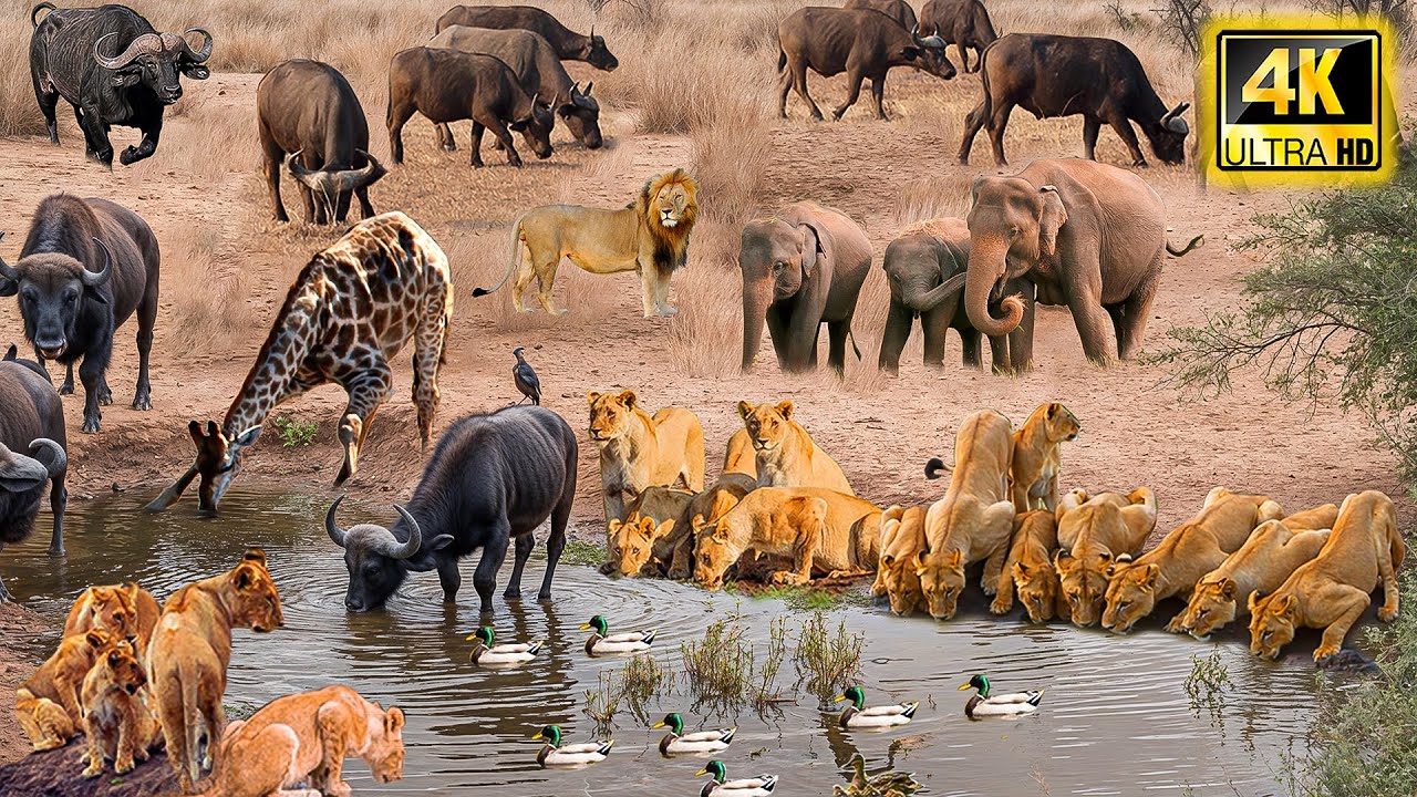 4K African Wildlife: Nairobi National Park🌿Uncovering Spectacular Wildlife Movie with Calming Music