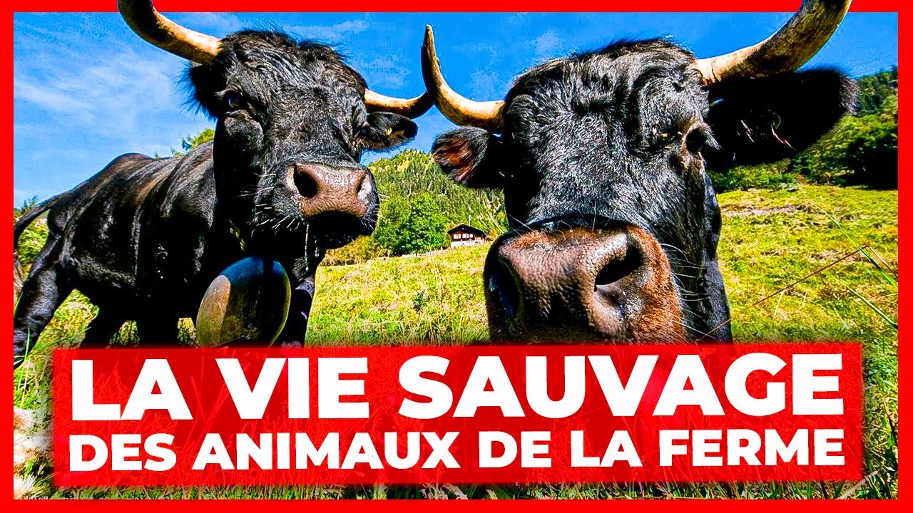 La vie sauvage des animaux de la ferme