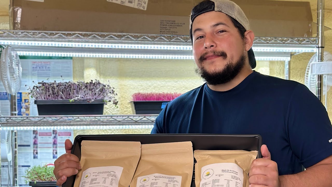 Let’s Grow Black Oil Sunflower Microgreens