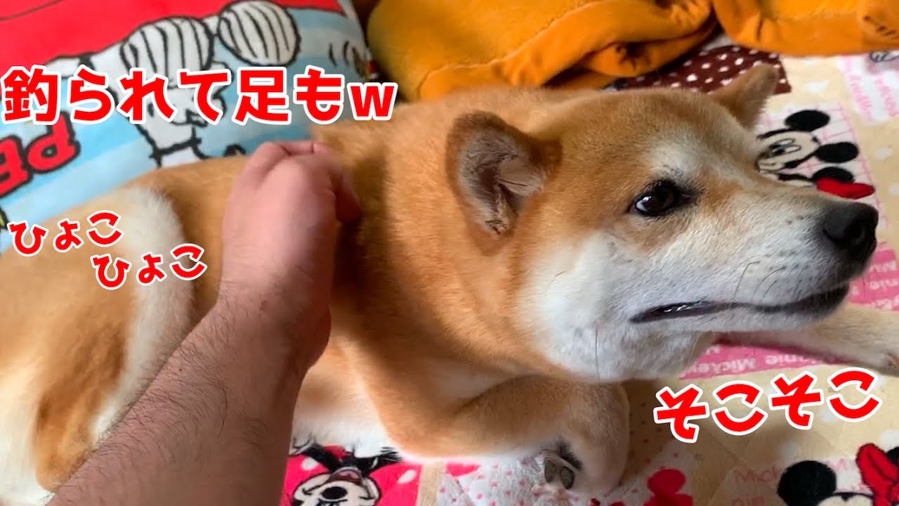 めっちゃ痒かったところを掻かれた柴犬の顔がw shiba inu