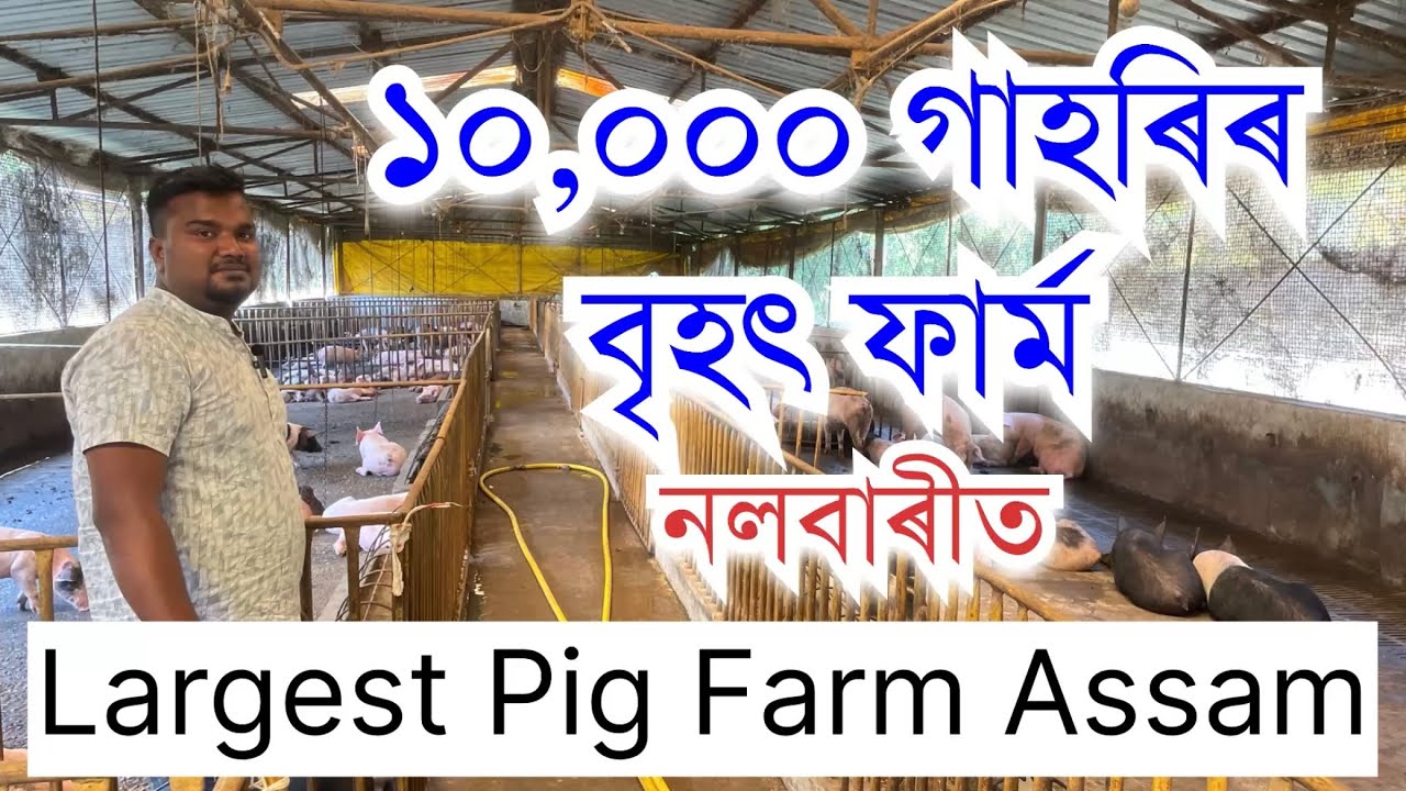 অসমত আছে ১০,০০০ গাহৰিৰ বৃহৎ ফাৰ্ম Largest pig farm in Assam॥ Big pig farm in India॥ Varaha Pig Farm