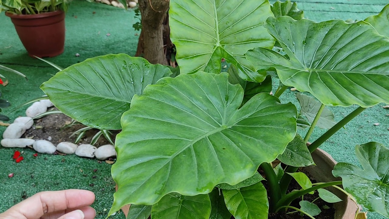 Como plantar Orelha de Elefante Gigante. Alocasia