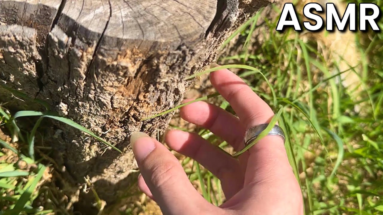 ASMR Tapping & Scratching Outdoors 🌻 - lofi