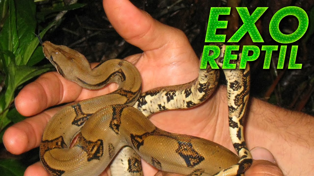 Exo Reptil - Como Sacar a una Boa de su Terrario ( Levantar Boa )