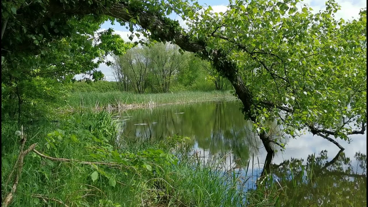 Wiosenny śpiew ptak&oacute;w nad małym leśnym stawem, uspokajające odgłosy natury, relaksująca zieleń flory