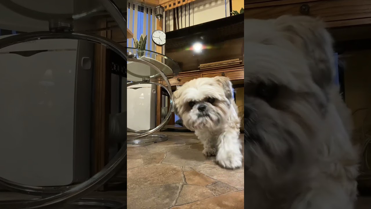 Play this song to your dog and see their reaction?