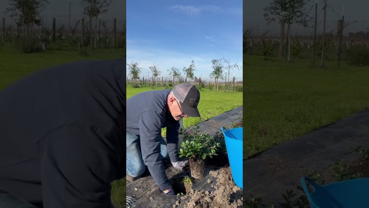 Planting the Perfect Hedge: 46 Escallonia Plants | Ep.01