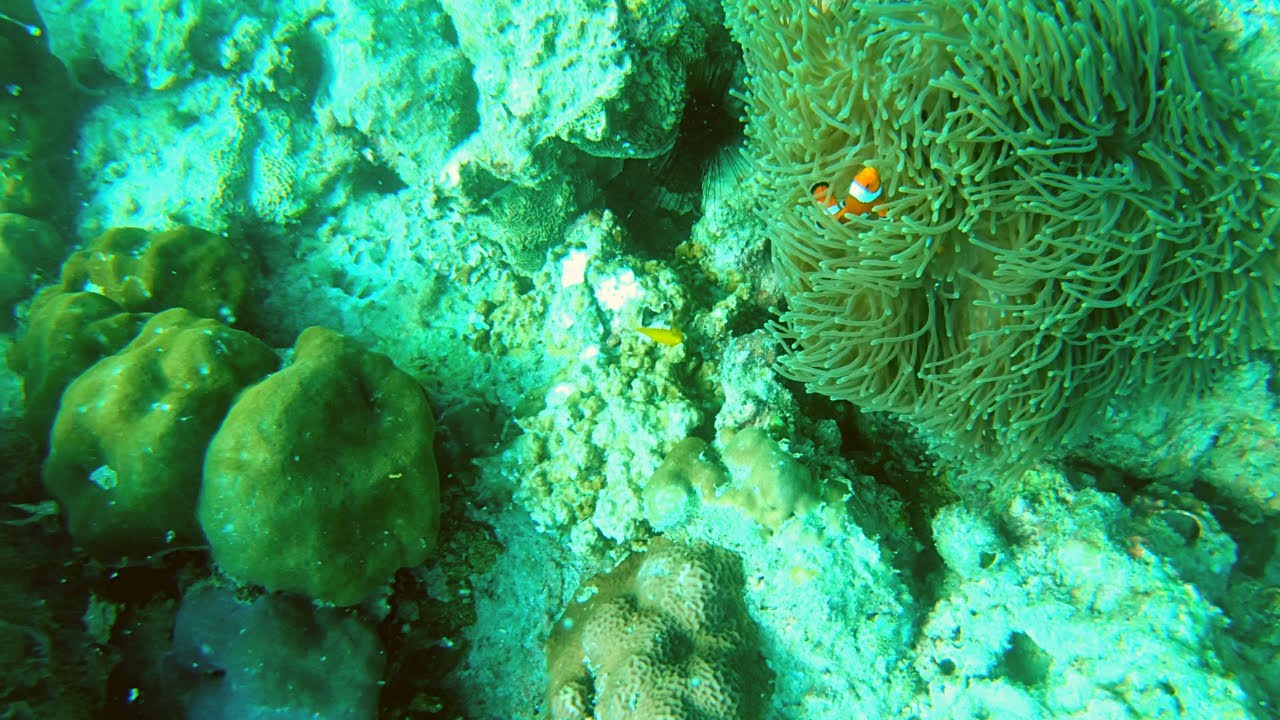 Epic Deep Sea Scuba Diving in Havelock / Swaraj Island