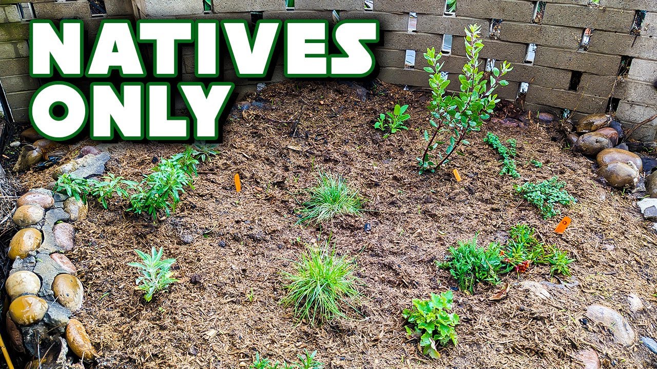 I Finally Built A California Native Plant Garden!