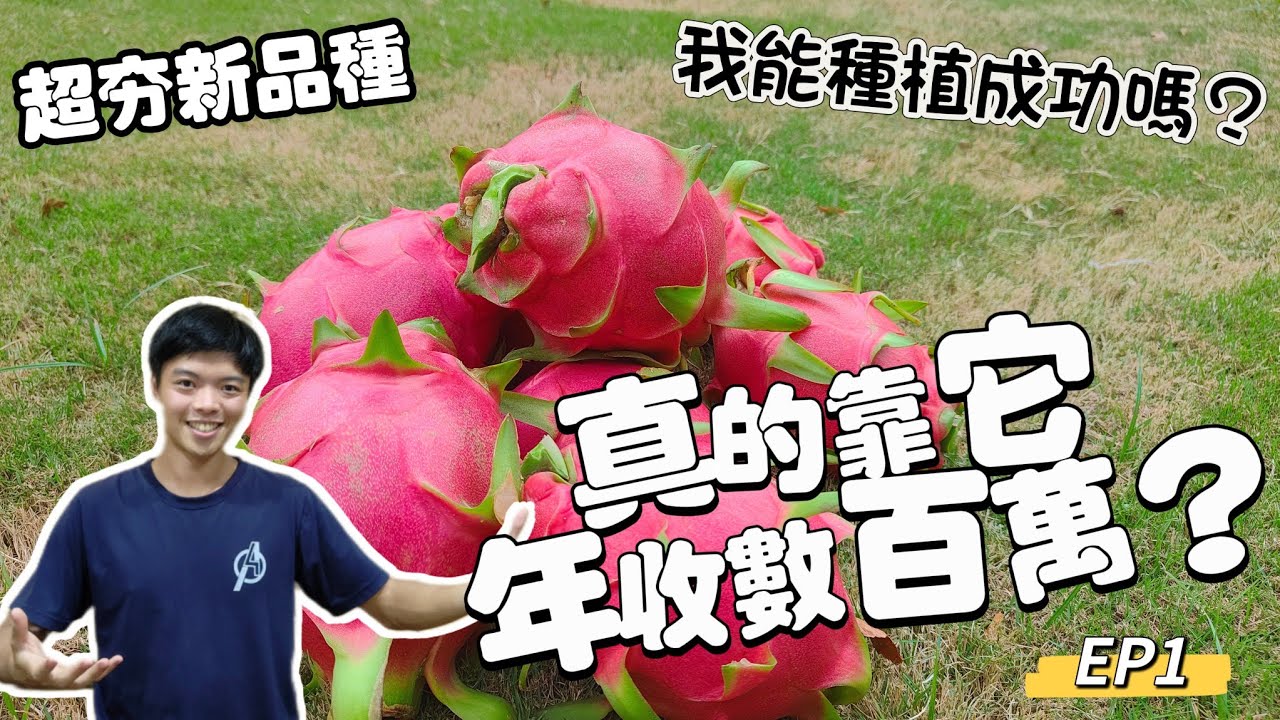 必種新品種火龍果？我來挑戰🔥了解立柱、扦插、選枝條方法 | 能成為極品火龍果？火龍果種植教學01 | 紅龍兄