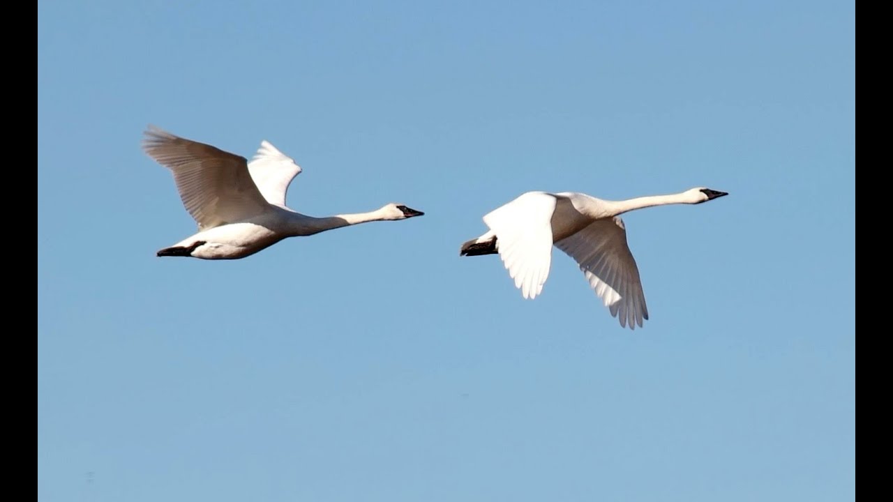 Migratory Birds at Skagit Valley 4K UHD