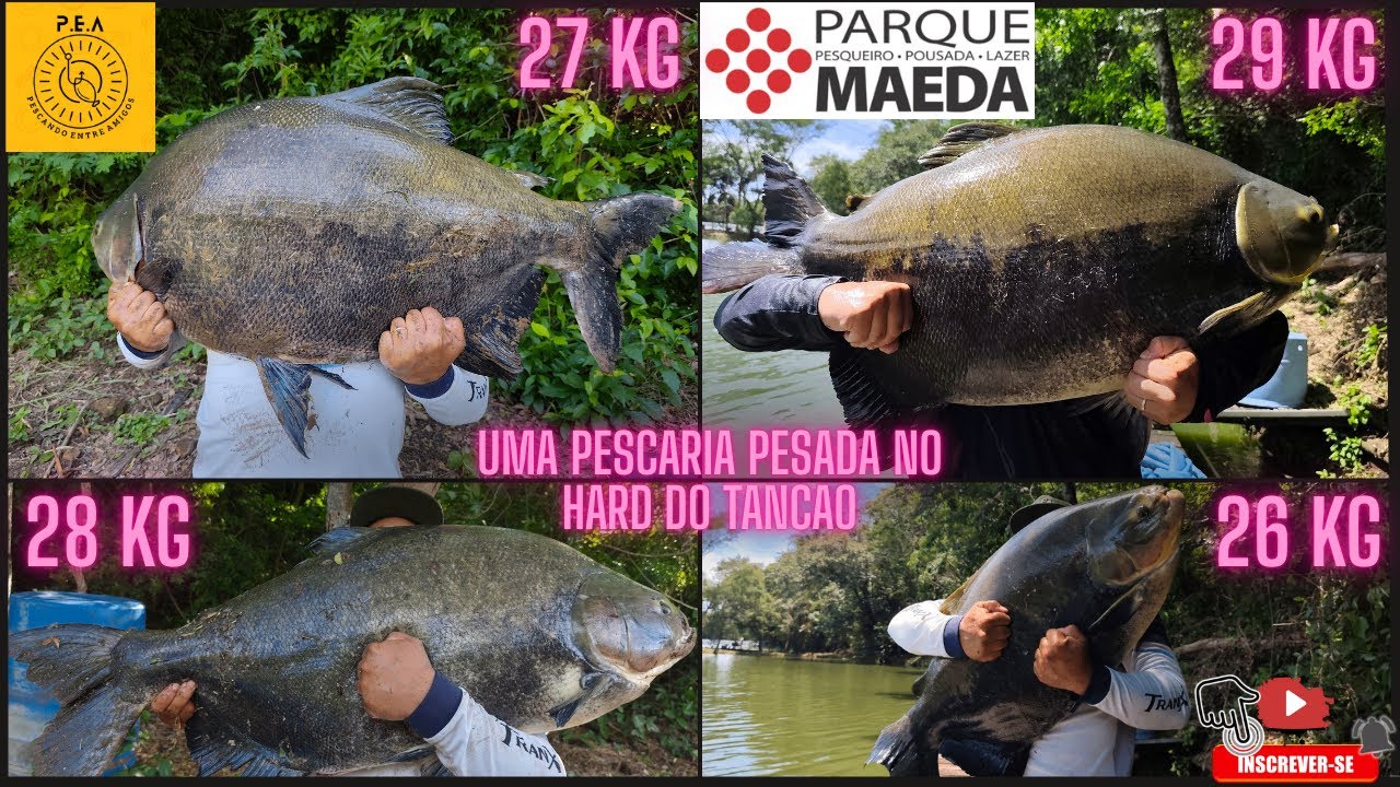 TANCÃO MAEDA HARD SAIU SÓ OS GIGANTES