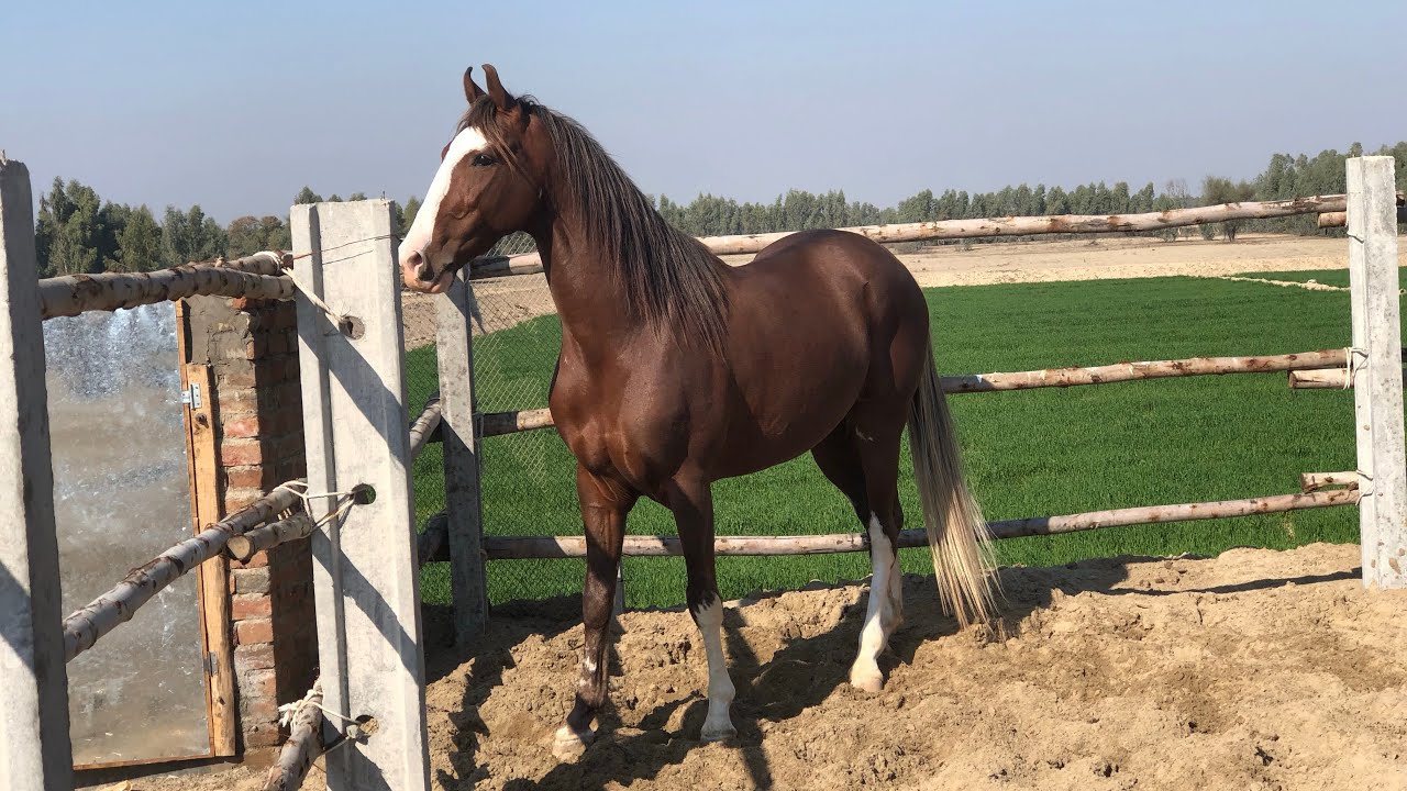 Stallion Dil Darya (late)| Baral Bloodline #viral #الخيل #foryou #reels #nezabazi #homebreed #horses