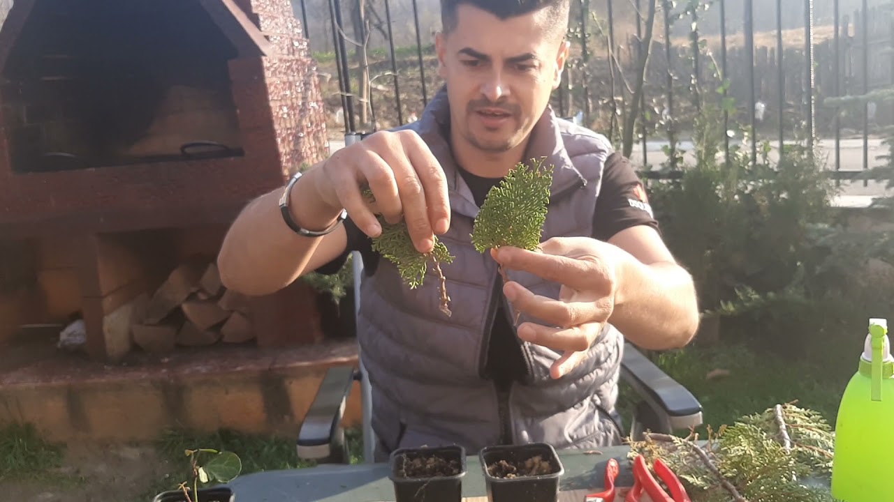 O metoda foarte simpla de a &icirc;nmulți Tuia (tuja) .De Folos !🌱🌱🌱