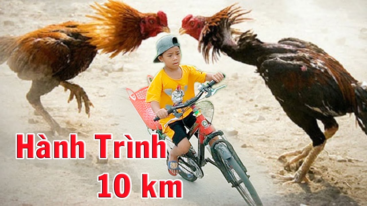 CP/ Hành trình đạp xe đạp 10km đi bắt gà trọi / CongPhongTV