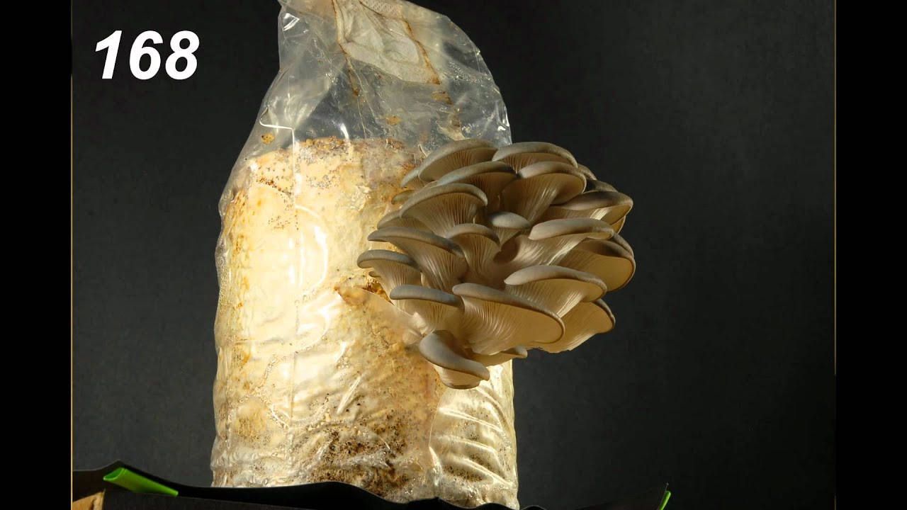 Time Lapse Oyster Mushrooms