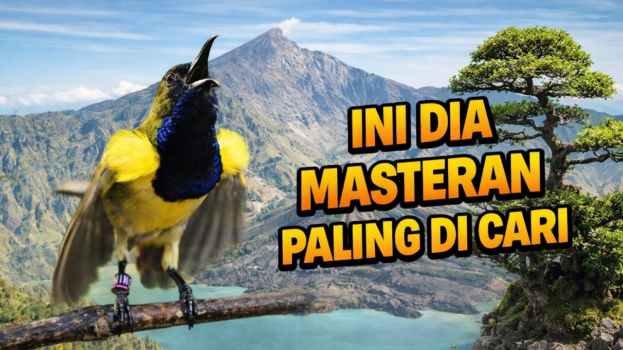 PANCINGAN SOGON AUTO NGAMUK TERPANCING EMOSI