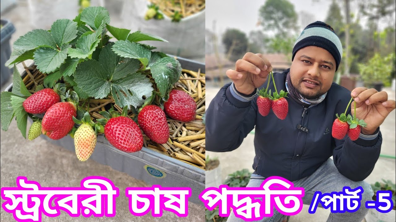 🔥🍓স্ট্রবেরী চাষ পদ্ধতি । Strawberry  #strawberry #farming #rupaligarden @greenfriends8901