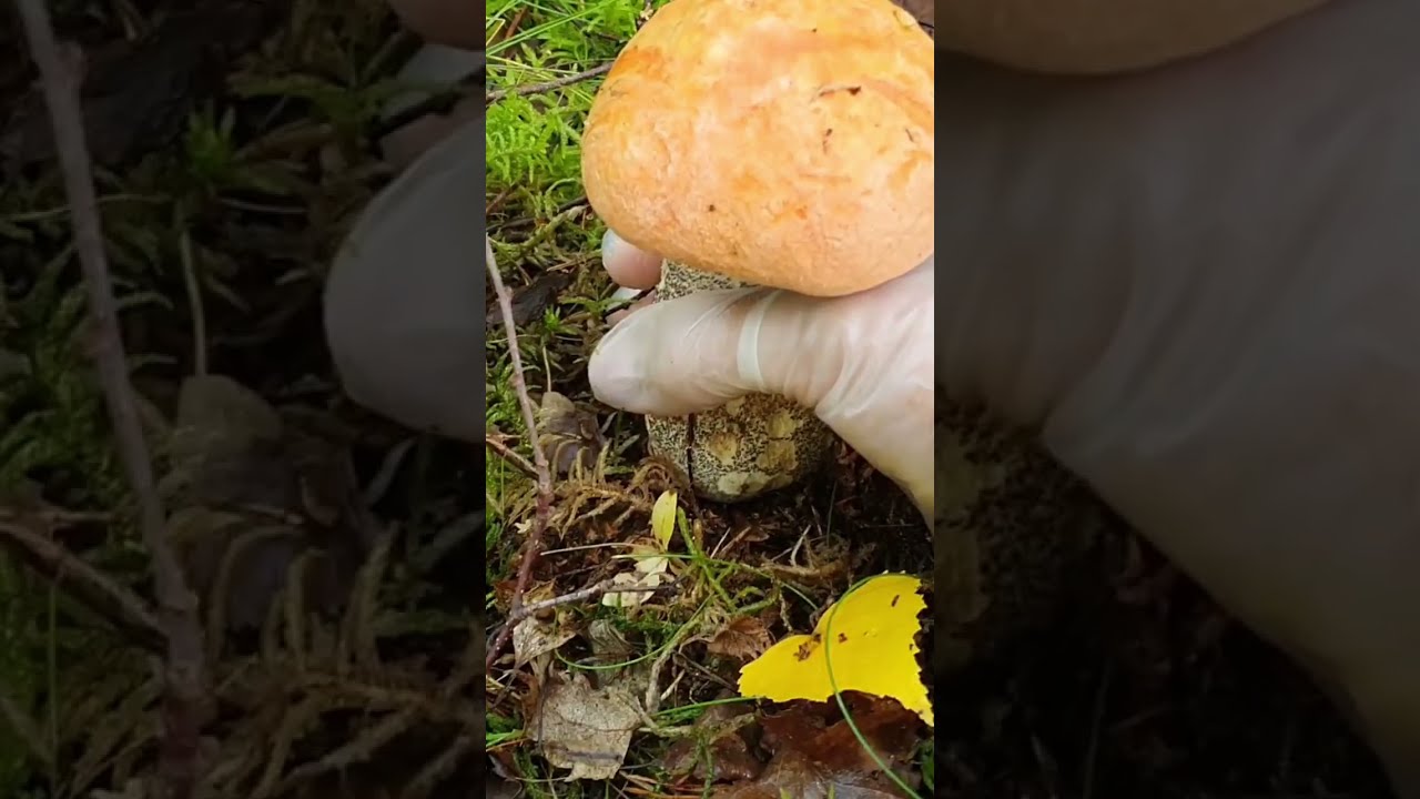 Karl Johan mushroom