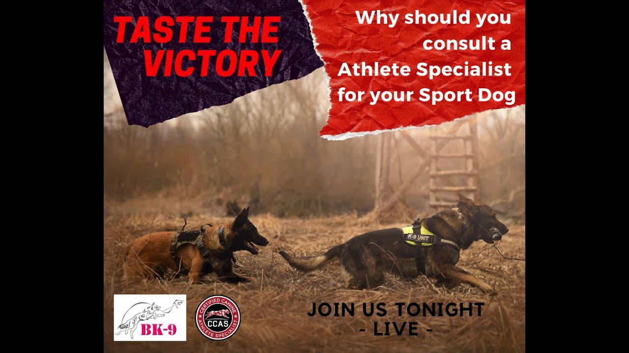 A Specialist Canine Fitness Coach - why is it essential for your progress?