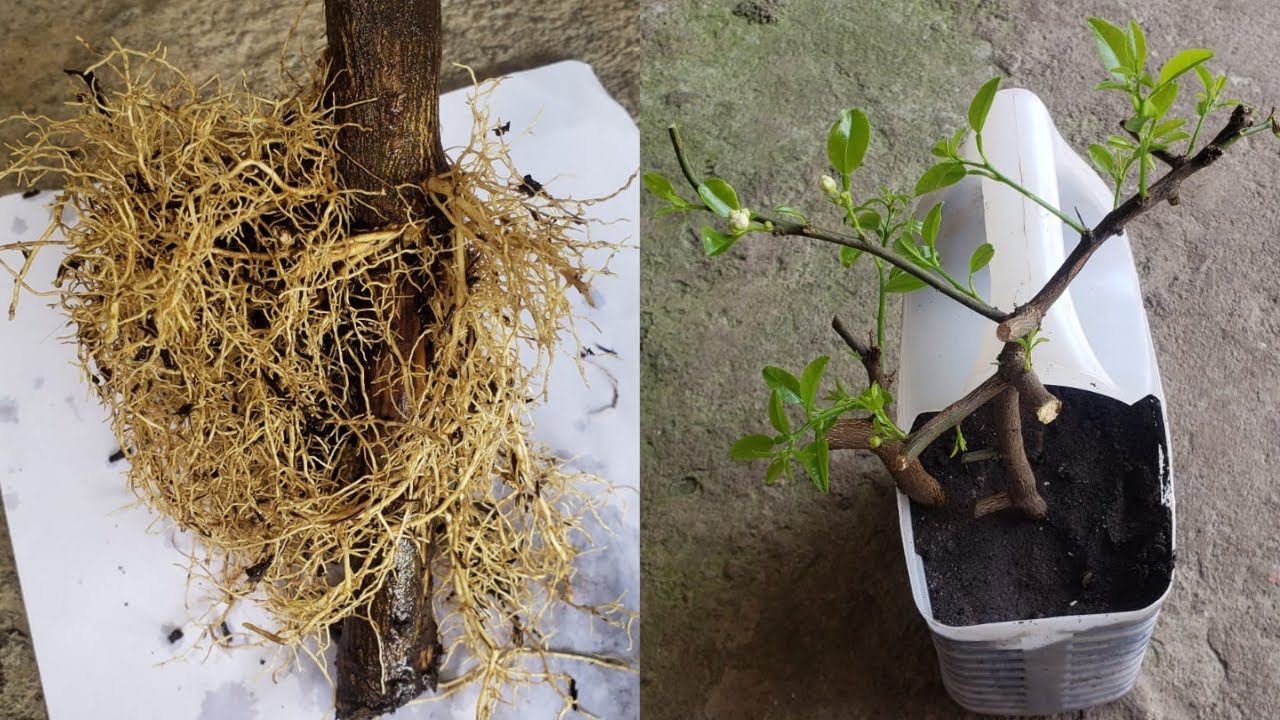 PROPAGAR ESQUEJES de LIMÓN 🌿  | Cómo TENER LIMONERO en MACETA por Medio de Esquejes