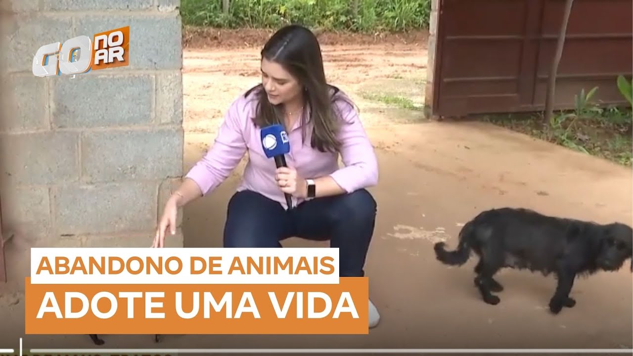 Cadelinha e seis filhotes abandonados precisam de um lar em Senador Canedo (GO)
