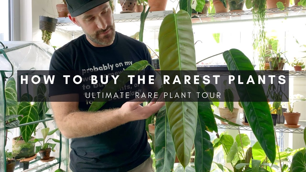 How to Buy and Source Rare Houseplants | Domestic or Import Plants | Jake Series Part VI | Ep 32