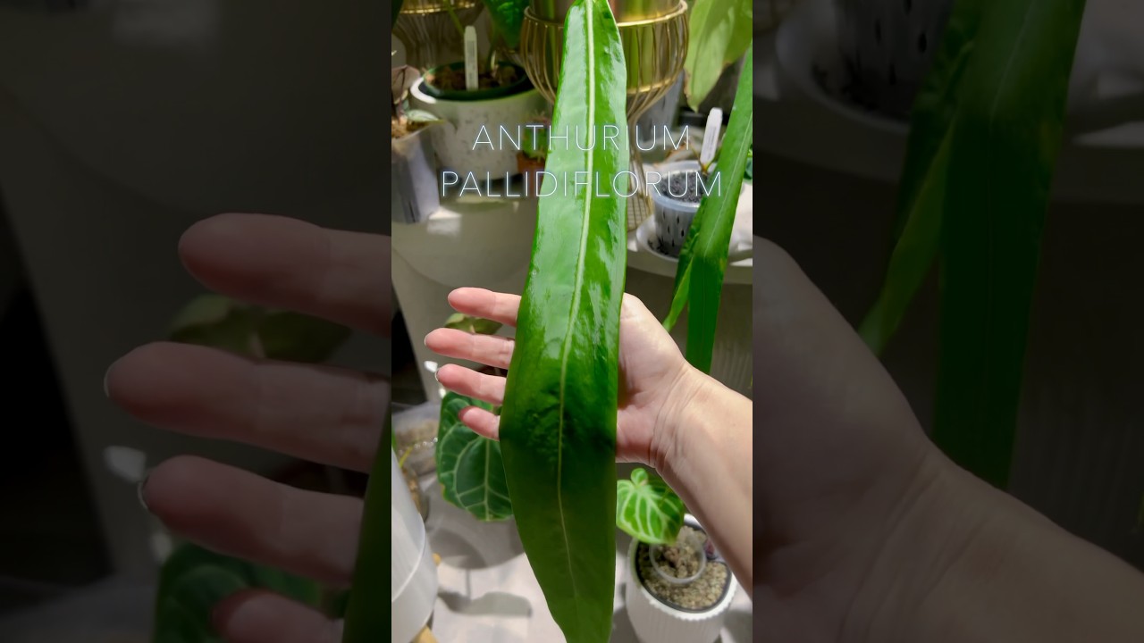The EASIEST & Fastest Growing Anthurium? Anthurium Pallidiflorum! 🏎️ 🌱