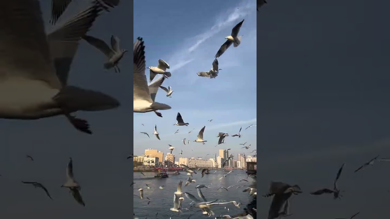 DUBAI ABRA BOAT BIRD BEAUTIFUL VIDEO 2026 || Dubai 4k video 2026