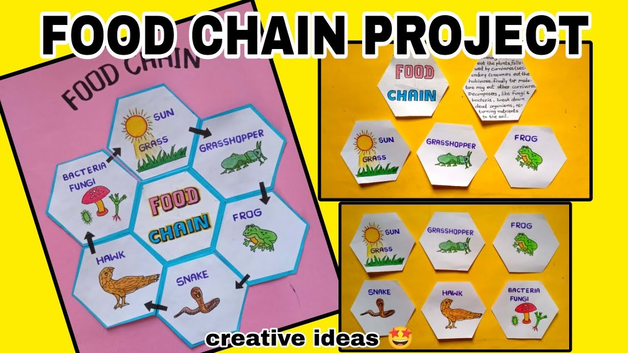 Food chain TLM | Food chain project making | How to Draw food chain #foodchain