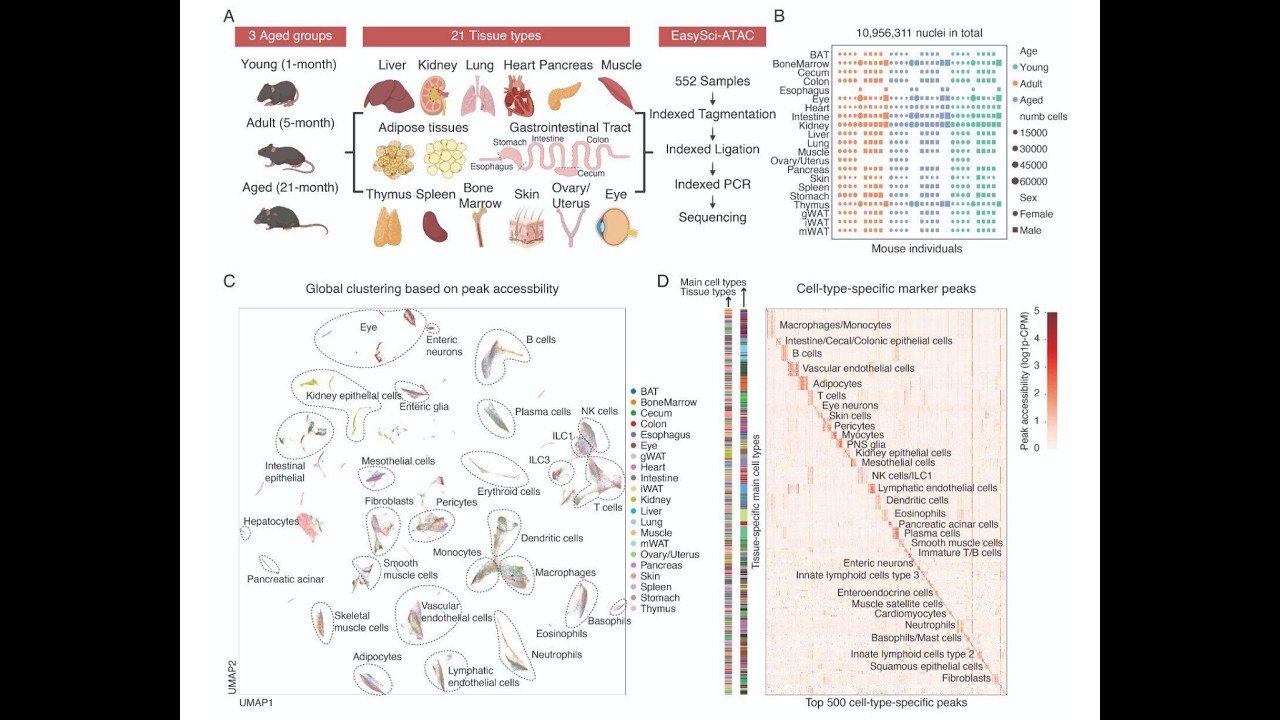 How Gene Expression Changes with Aging and How these changes Vary Male vs Female