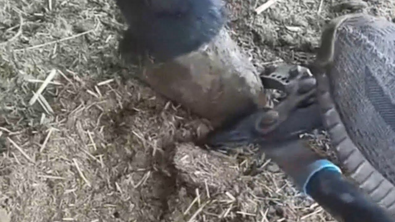 Repairing donkey hooves is too difficult, it requires stepping on large scissors to cut them off!