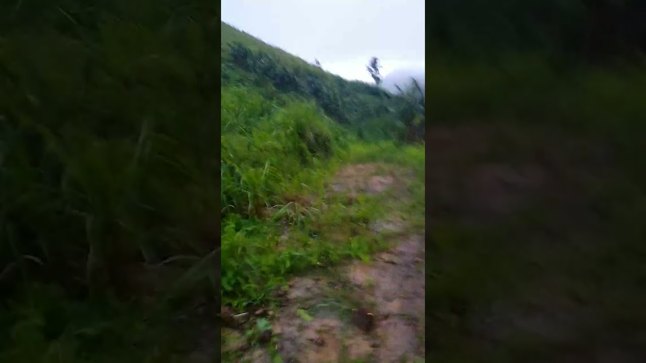 hurac&aacute;n Fiona destruye fincas agr&iacute;colas en Puerto Rico