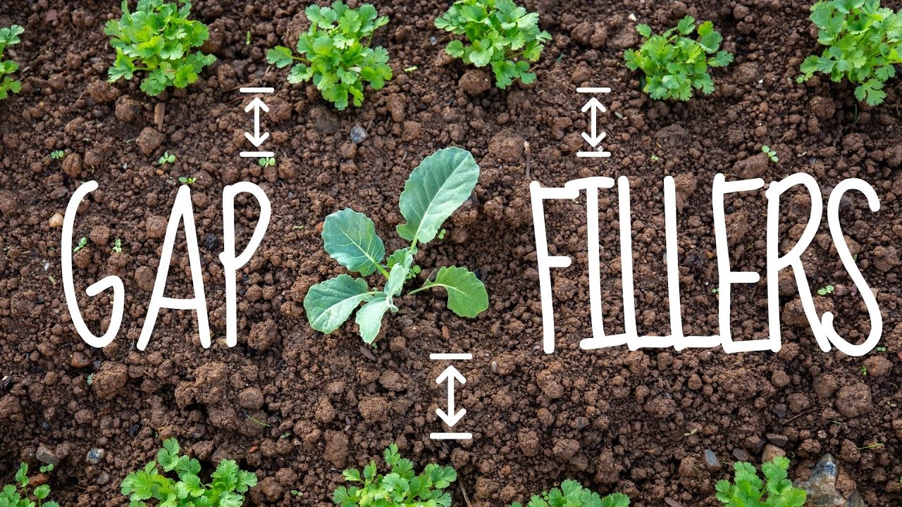 Your guide to intercropping  | Sow spring onions and salad leaves with me