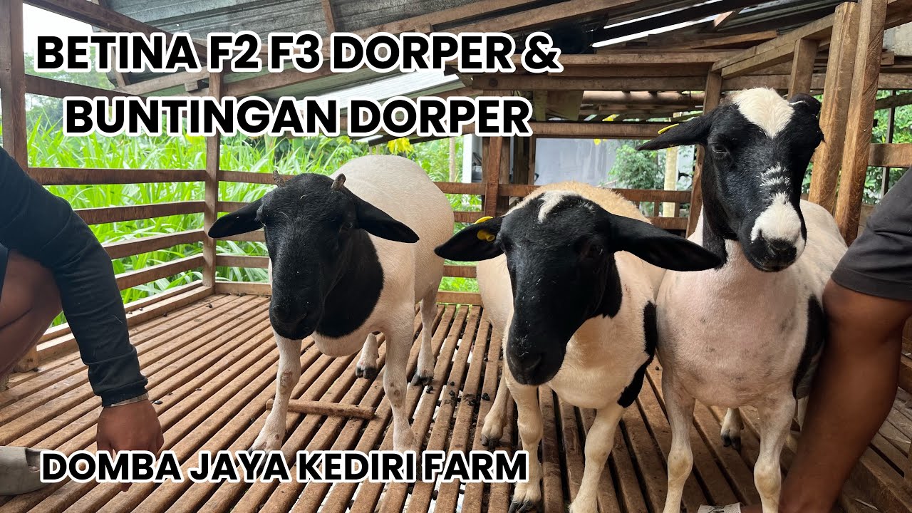 BETINA F2 F3 DORPER DAN BUNTINGAN FULLBLOOD DORPER F2 DORPER 