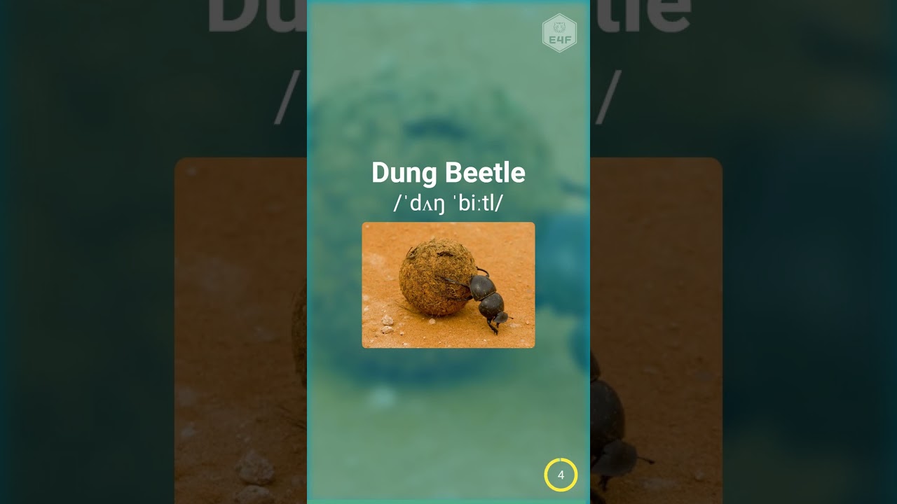 50 Insects Name in English with Pictures - Part 3