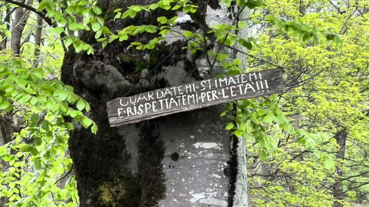 Il grande faggio-(V.134)