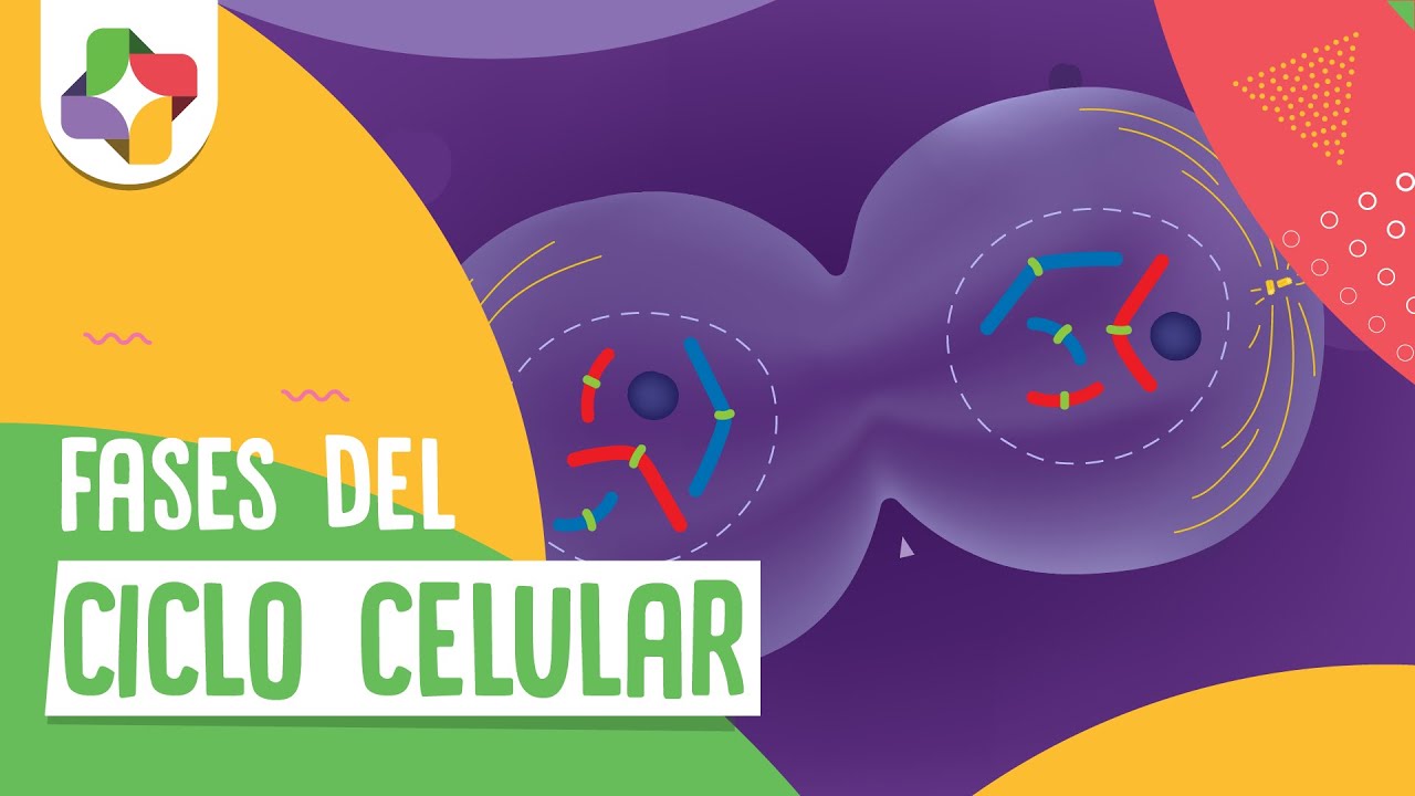 Fases del ciclo Celular - Educatina