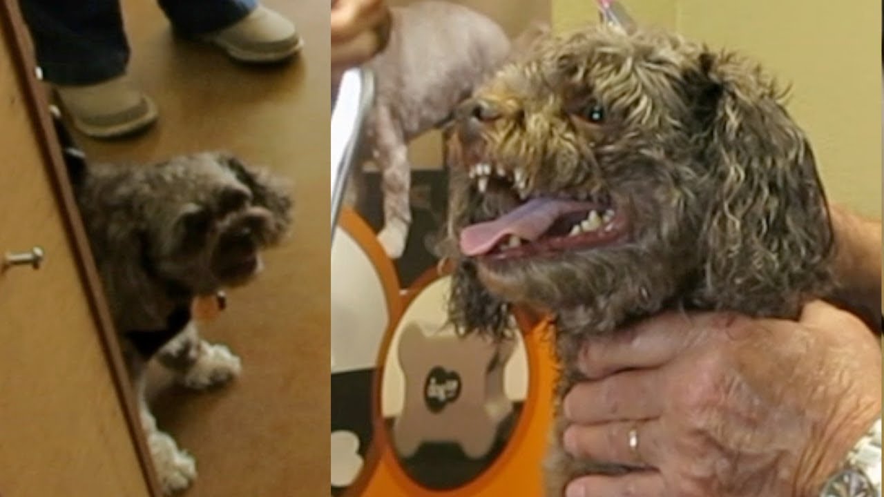Mean Russian Bolonka Tamed In Minutes By Professional Groomer