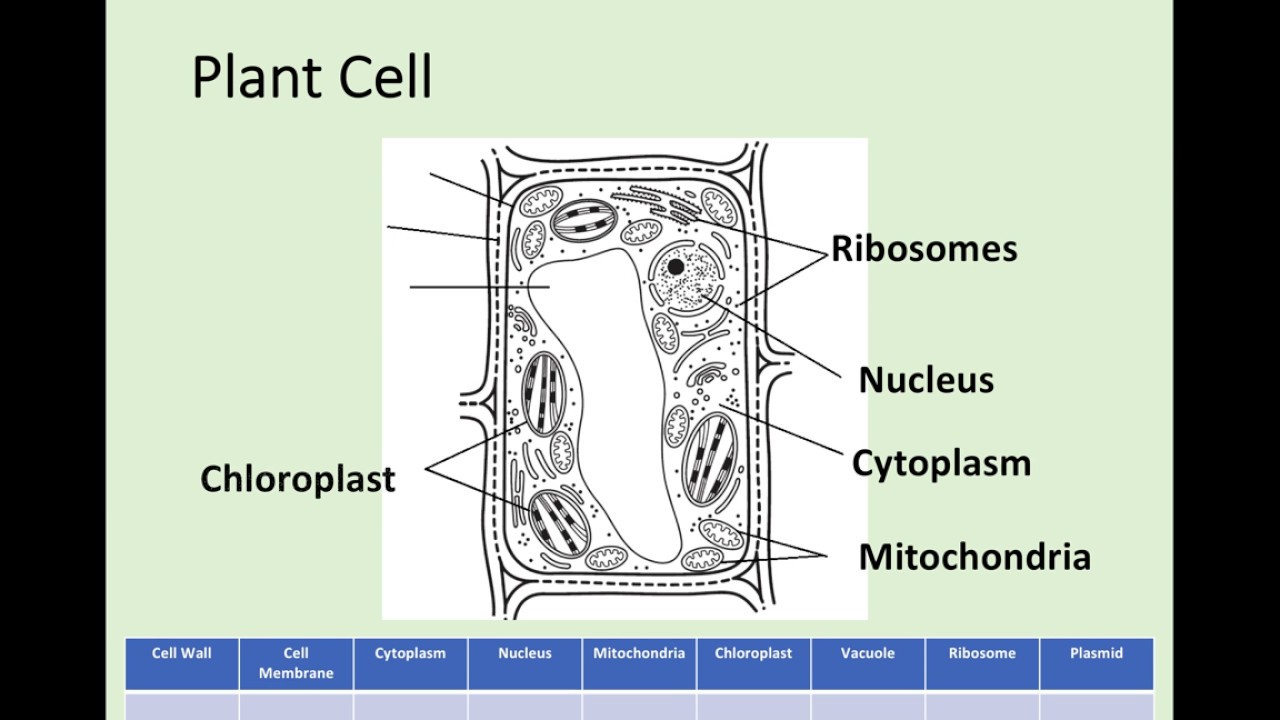 N5 Biology - 1.1 Cell Structure