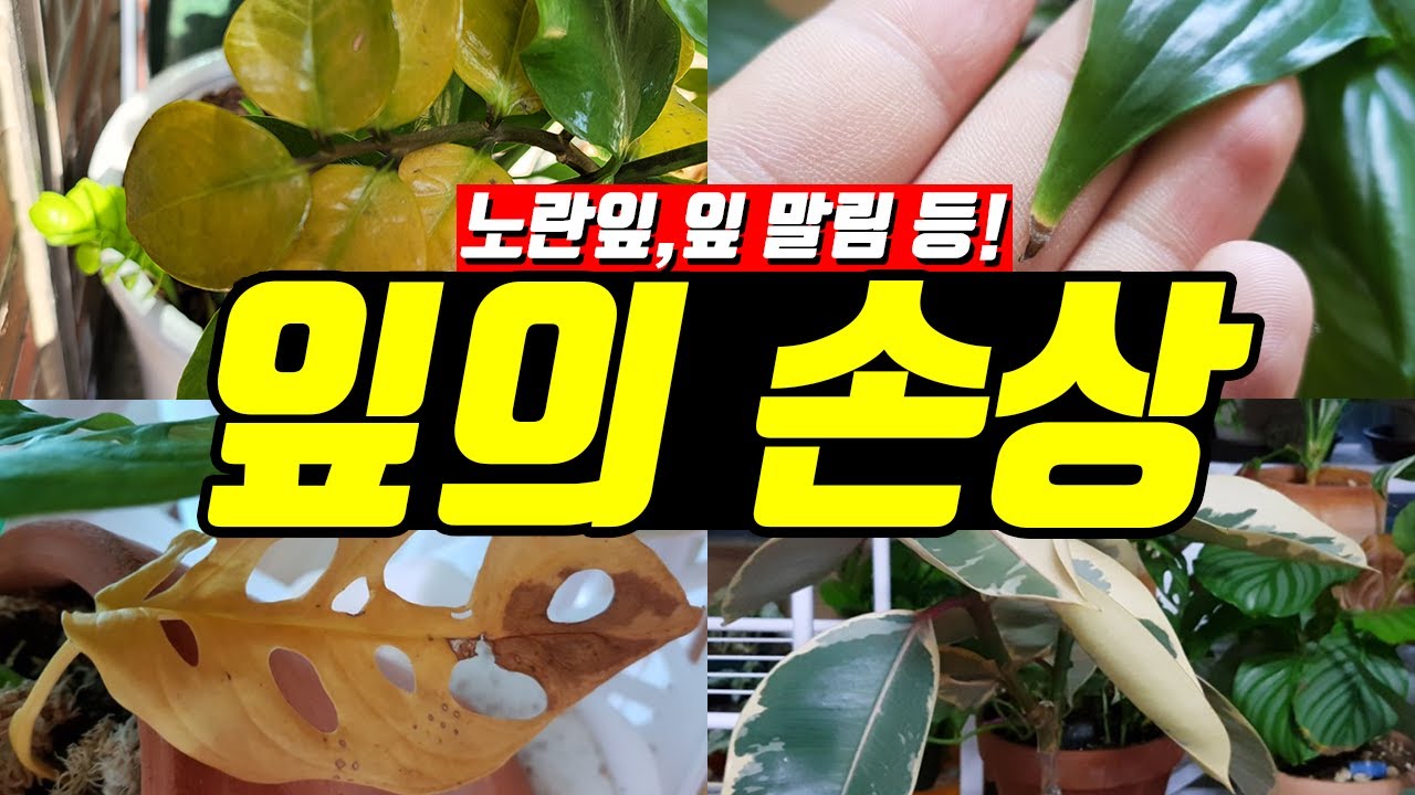 식물 잎이 노랗게되는 이유,잎이 처지는 이유,잎이 말리는 이유,잎이 떨어지는 이유🐤노란잎,누런잎,말린잎,화분,식물 잘 키우는 방법